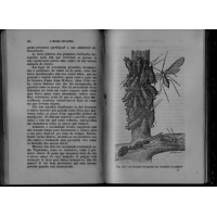 Livros/Acervo/F/fonviele maravilhas 1